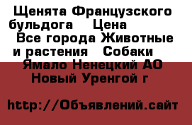 Щенята Французского бульдога. › Цена ­ 45 000 - Все города Животные и растения » Собаки   . Ямало-Ненецкий АО,Новый Уренгой г.